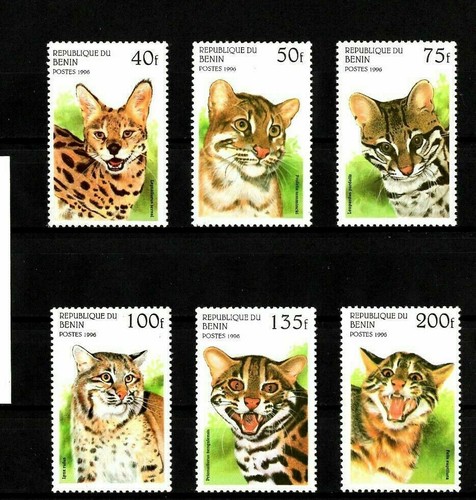 Benin wild cats ocelot lynx - ocelot,,